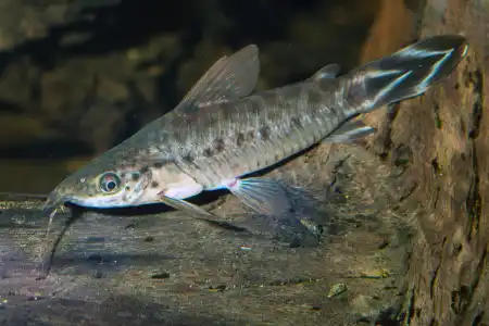 Fotografie druhu Dianema urostriatum