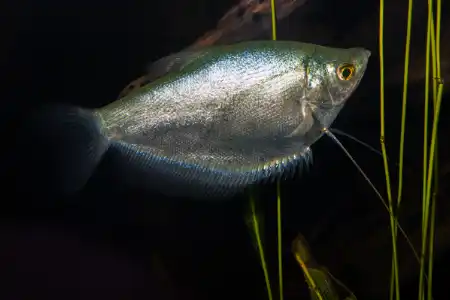 Fotografie druhu Trichopodus microlepis