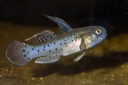 Fotografie druhu Stigmatogobius sadanundio