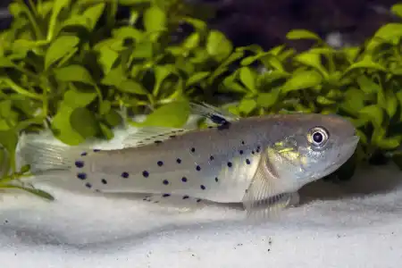 Fotografie druhu Stigmatogobius sadanundio