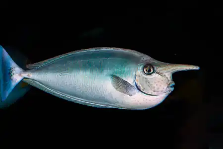 Fotografie druhu Naso brevirostris