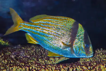 Fotografie druhu Anisotremus virginicus