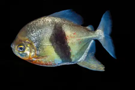 Fotografie druhu Myloplus schomburgkii