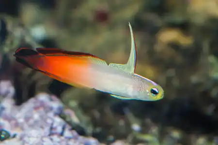 Fotografie druhu Nemateleotris magnifica