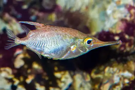 Fotografie druhu Macroramphosus scolopax