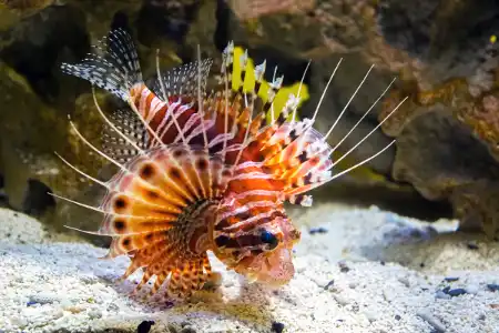 Fotografie druhu Pteropterus antennatus