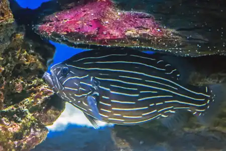 Fotografie druhu Grammistes sexlineatus