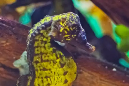 Fotografie druhu Hippocampus capensis