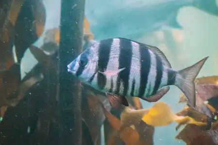 Fotografie druhu Diplodus hottentotus
