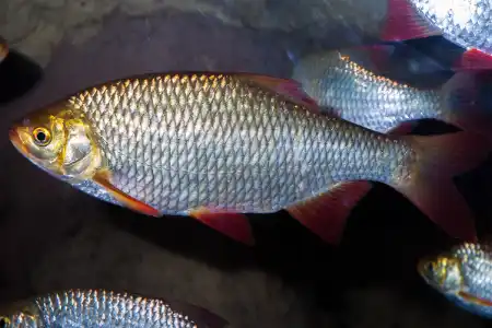 Fotografie druhu Scardinius erythrophthalmus