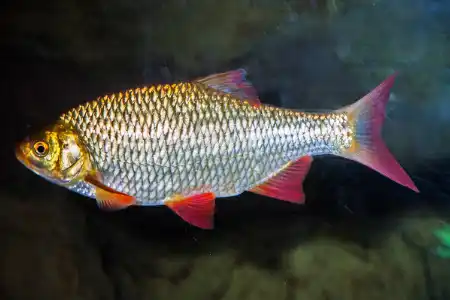 Fotografie druhu Scardinius erythrophthalmus