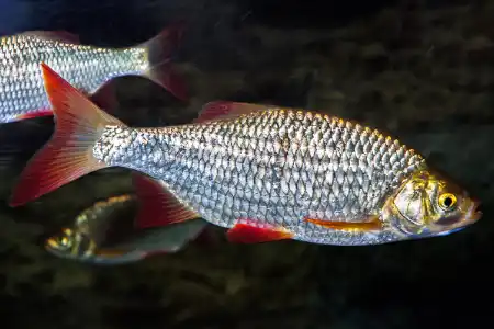 Fotografie druhu Scardinius erythrophthalmus