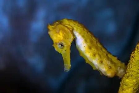Fotografie druhu Hippocampus kuda