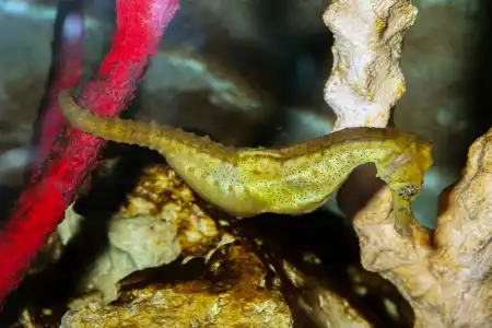 Fotografie druhu Hippocampus kuda