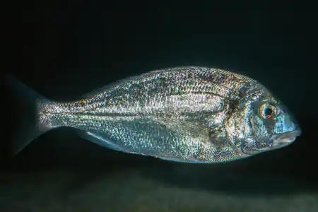 Fotografie druhu Sparus aurata