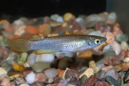 Fotografie druhu Aplocheilus lineatus
