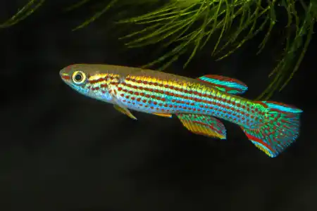 Fotografie druhu Aphyosemion striatum