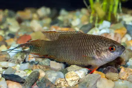 Fotografie druhu Macropodus spechti