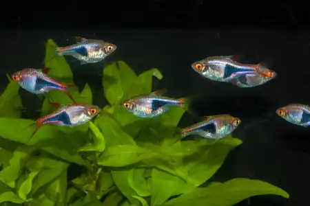 Fotografie druhu Trigonostigma heteromorpha