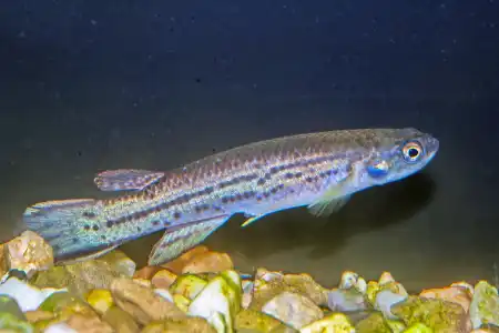 Fotografie druhu Cynodonichthys brunneus