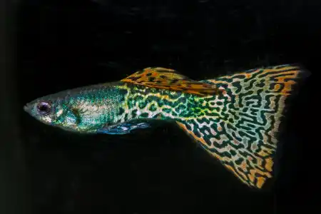 Fotografie druhu Poecilia reticulata