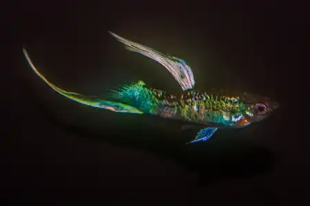 Fotografie druhu Poecilia reticulata