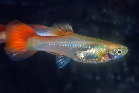 Fotografie druhu Poecilia reticulata