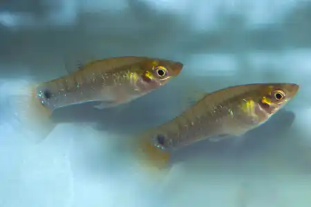 Fotografie druhu Poecilia melanogaster