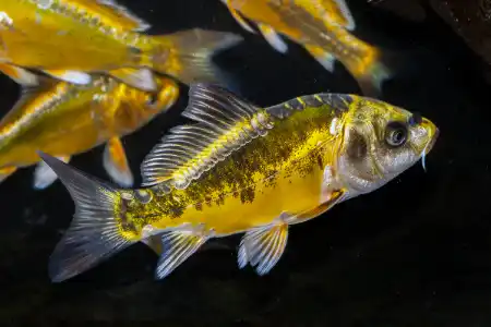 Fotografie druhu Cyprinus carpio