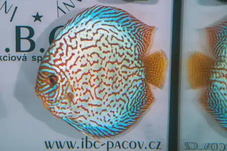 Fotografie druhu Symphysodon sp.