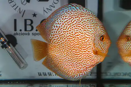 Fotografie druhu Symphysodon sp.