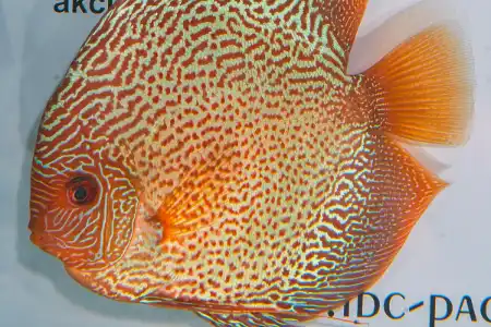 Fotografie druhu Symphysodon sp.