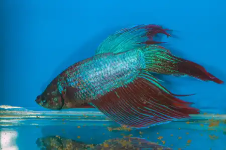 Fotografie druhu Betta splendens