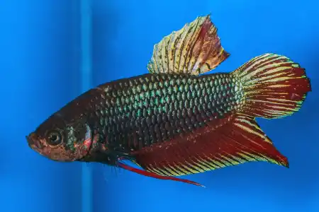 Fotografie druhu Betta splendens