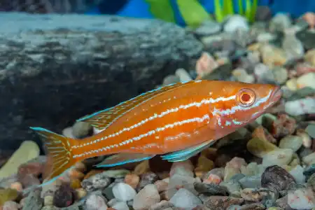 Fotografie druhu Paracyprichromis nigripinnis Blue Neon Albino