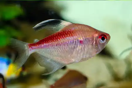 Fotografie druhu Hyphessobrycon pyrrhonotus