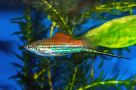 Fotografie druhu Xiphophorus hellerii