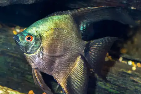 Fotografie druhu Pterophyllum scalare Dark Bulgarian Green Seal