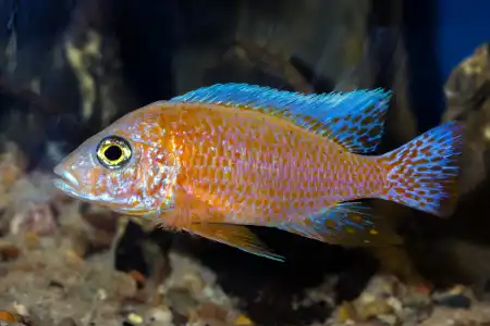 Fotografie druhu Aulonocara sp. Fire Fish