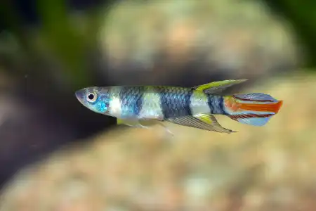 Fotografie druhu Epiplatys annulatus