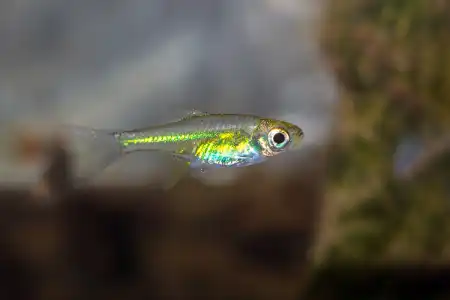 Fotografie druhu Microdevario kubotai