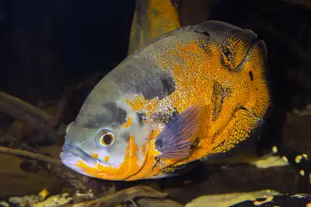 Fotografie druhu Astronotus ocellatus