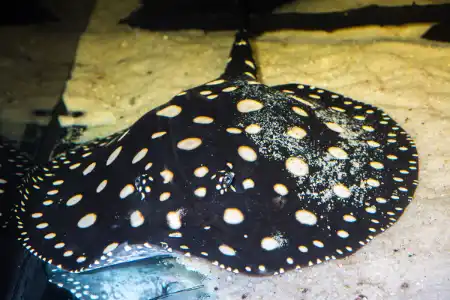Fotografie druhu Potamotrygon leopoldi Black Diamond