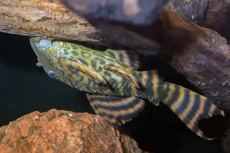 Fotografie druhu Panaqolus L397