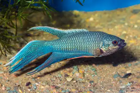 Fotografie druhu Macropodus opercularis Blue
